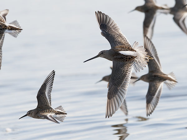 Tundrakurppelo, Long-billed Dowitcher, Limnodromus scolopaceus